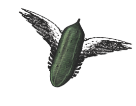 Winged Cucumber